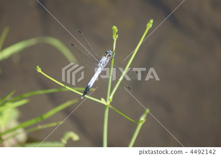 咸蜻蜓與偷偷摸摸的休息。 4492142