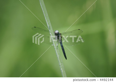 我正在吃一些像醃製蜻蜓壽司的白色粉末。 4492144