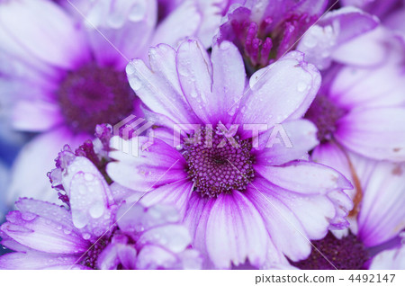 它被稱為Tomisakura(Fukakakura)cineraria。如果 它被稱為Tomisakura(Fukakakura)cineraria。如果 4492147