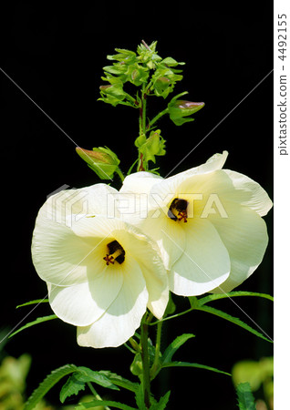 It is called Yellow Chao Aro-Rosao Flower Okra. 4492155