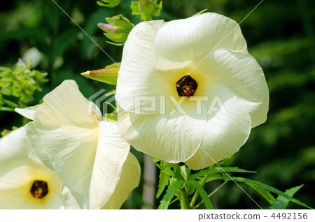 It is called Yellow Chao Aro-Rosao Flower Okra. 4492156