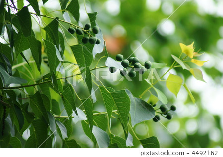南京Hwangyeong（夏天麵條）在夏天 4492162