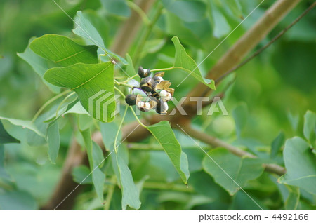 Nanjing Hwangyeong (Autumn) of autumn was able to be played. 4492166