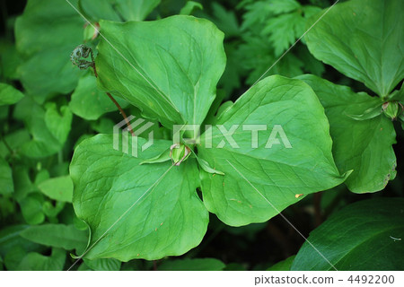 Enrique soup 4492200