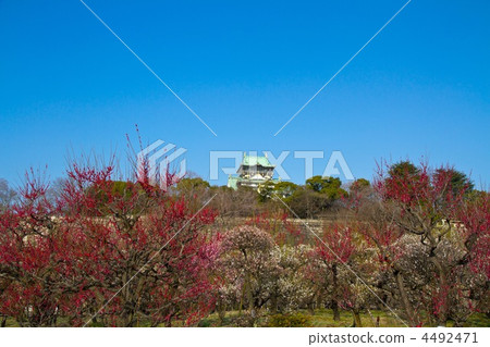 大阪城堡梅花森林 大阪城堡梅花森林 4492471