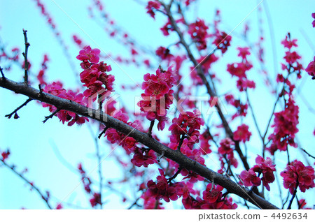 紅梅 紅梅 4492634