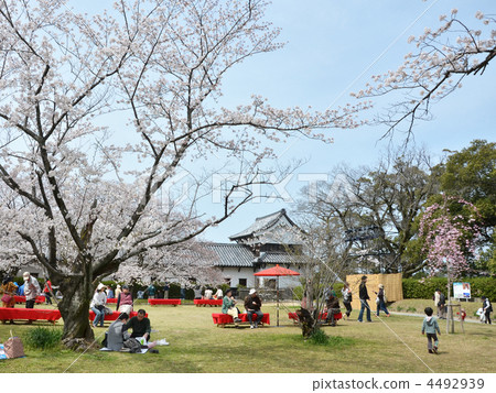 A cherry-blossom viewing at Maizuru Park A cherry-blossom viewing at Maizuru Park 4492939