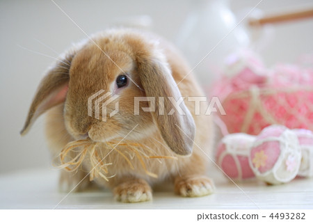 Rop Year Rabbit 4493282