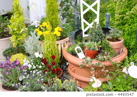 Container Garden 4493547
