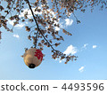 Cherry blossoms and lanterns 4493596