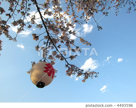 Cherry blossoms and lanterns Cherry blossoms and lanterns 4493596