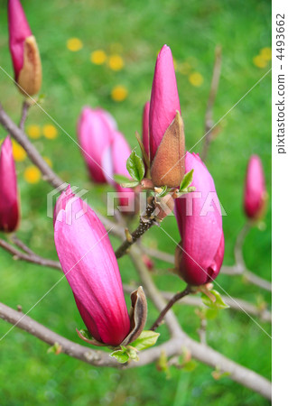 blossoming of magnolia trees blossoming of magnolia trees 4493662