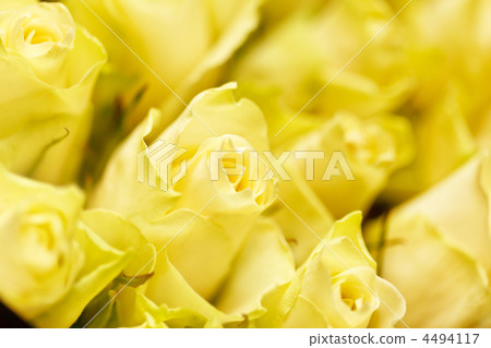 yellow roses yellow roses 4494117
