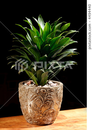 green plant in the pot 4494440