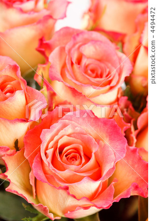 beautiful roses beautiful roses 4494472