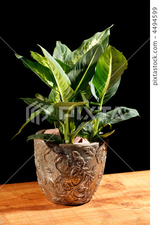 plant in the pot 4494599