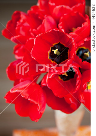 red tulips 4494628