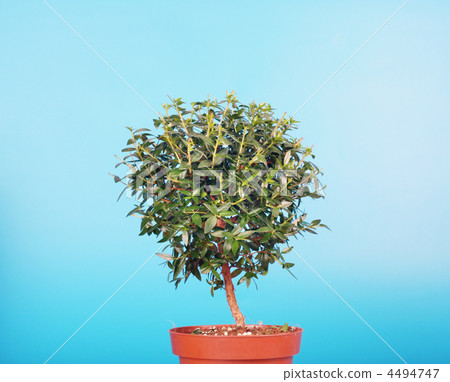 4494747