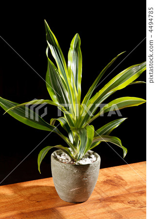 green plant in the pot 4494785