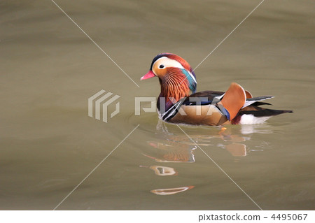 Waterfowl Waterfowl 4495067