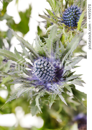 exotic sharp flowers 4495078