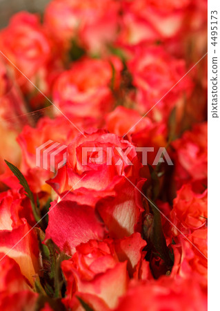 beautiful roses beautiful roses 4495173