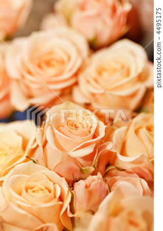beautiful roses beautiful roses 4495175