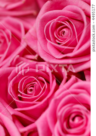 beautiful roses beautiful roses 4495177