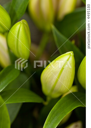 Beautiful white flowers Beautiful white flowers 4495180
