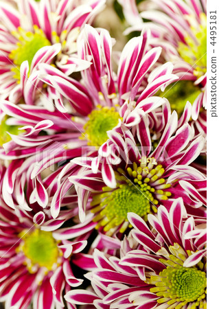 Chrysanthemum Flowers Chrysanthemum Flowers 4495181