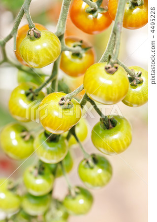 garden tomatoes garden tomatoes 4495228