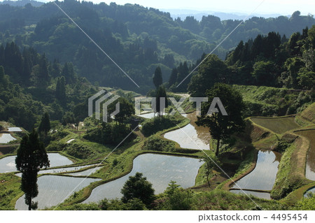 Matsushiro和Gamo，十日町市新潟縣的水稻梯田 4495454