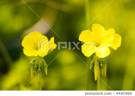 Oh Kivana catablami 4495466