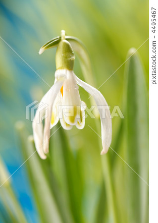 Snowdrop flowers 4495467