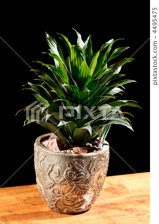 green plant in the pot 4495475