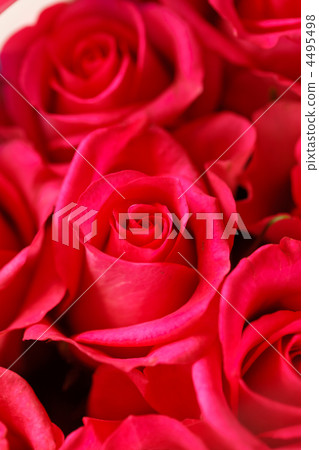 beautiful roses beautiful roses 4495498