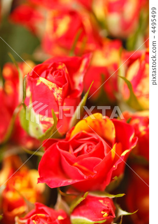 beautiful roses beautiful roses 4495499