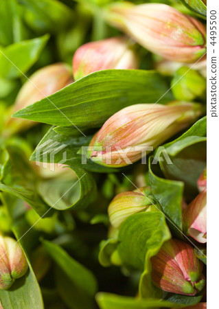 Beautiful white flowers Beautiful white flowers 4495500