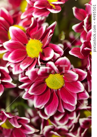 Chrysanthemum Flowers Chrysanthemum Flowers 4495501