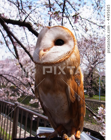 barn owl, cloudless, fine weather 4495685