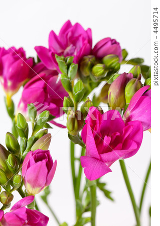 purple freesia 4495714