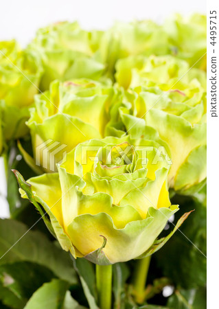 beautiful roses beautiful roses 4495715