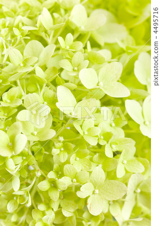 beautiful hydrangea 4495716