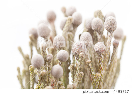 grey flowers grey flowers 4495717