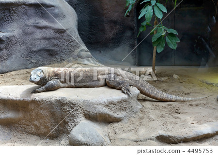 monitor lizard in the zoo monitor lizard in the zoo 4495753