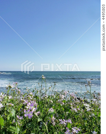 Shizuoka Prefecture Minamiizu Aigahama (Omaha Hama) 4495803