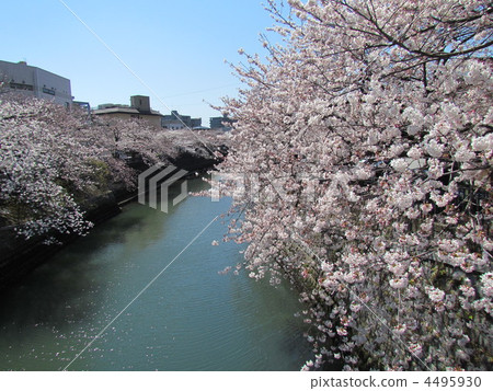 大岡河 4495930