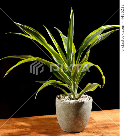 green plant in the pot 4496232