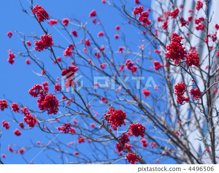 Nanakamado Nanakamado 4496506