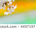 櫻桃樹 4497197